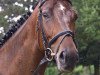 broodmare Centura (Trakehner, 2005, from Gluosnis xx)