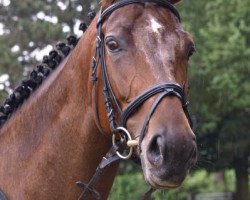 broodmare Centura (Trakehner, 2005, from Gluosnis xx)