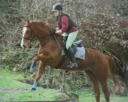 broodmare Gimba 3 (Trakehner, 2004, from Long Deal)