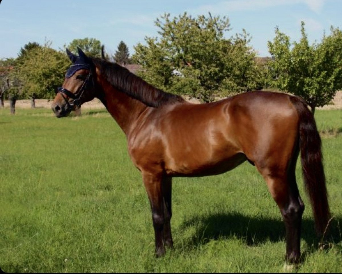 jumper Lucky Shutterfly H (KWPN (Royal Dutch Sporthorse), 2016, from High Shutterfly)