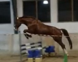 jumper Maros 6 (German Sport Horse, 2010, from Monte Bellini)