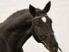 dressage horse Karayan 3 (Trakehner, 2006, from Hibiskus)