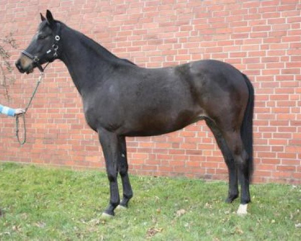 broodmare Athina II (Trakehner, 2002, from Latimer)