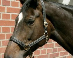 horse Barbera (Trakehner, 2000, from Kapriolan F)