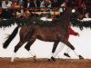 stallion Calgary (Holsteiner, 1984, from Caletto II)