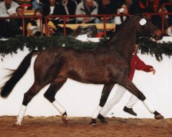 stallion Calgary (Holsteiner, 1984, from Caletto II)