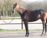 broodmare My Special Ludine Vhr (KWPN (Royal Dutch Sporthorse), 2017, from I'm Special de Muze)