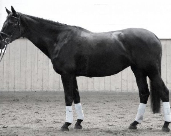 horse Kandiece (Trakehner, 2000, from Buddenbrock)