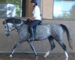 horse Horatia (Trakehner, 2007, from Pamir ox)