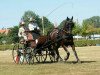 Springpferd Charmeur 327 (Zweibrücker, 2000, von Careras)