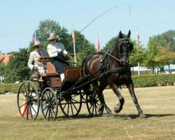 Springpferd Charmeur 327 (Zweibrücker, 2000, von Careras)