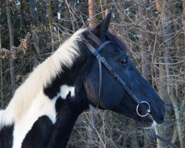 Deckhengst Duncan LSR (Trakehner, 2006, von Camaro)