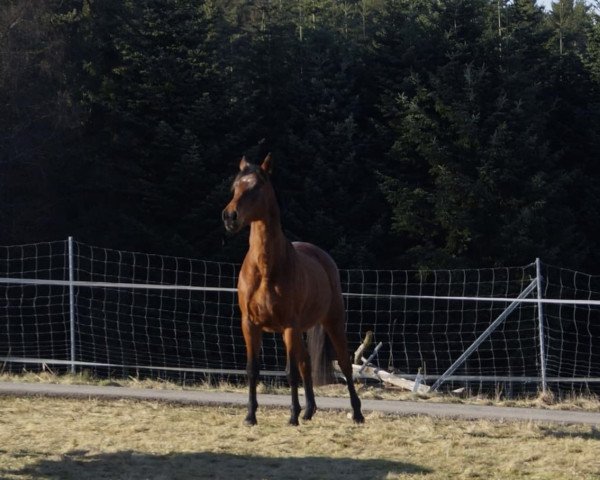 horse Pari Go (Trakehner, 2003, from Maizauber)