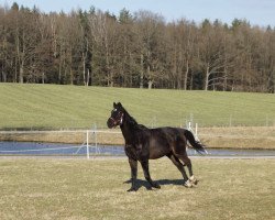 Zuchtstute Belle Noblesse Go (Trakehner, 2001, von Wörthersee xx)