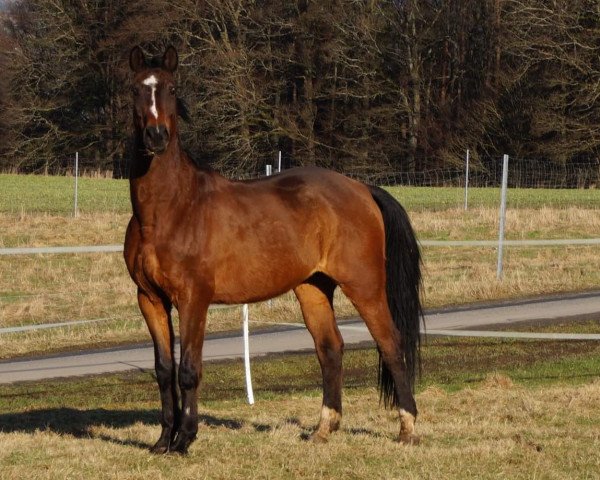 dressage horse Paskar Go (Trakehner, 2004, from Askar AA)