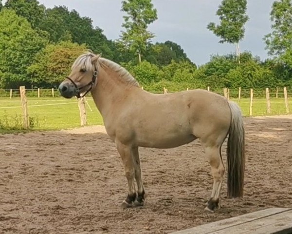 horse Bjergvangs Flicka eywa (Fjord Horse, 2011, from Mosegårdens Elegant)