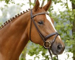 dressage horse Daidalus (Trakehner, 2007, from Polarzauber TSF)