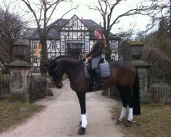 horse Karat HD (Trakehner, 2007, from Black Magic Boy)