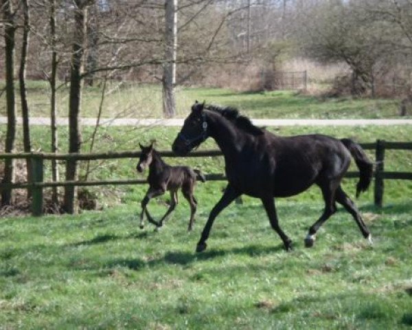 Zuchtstute Bal Pare (Trakehner, 2001, von Abisko)