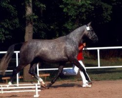 broodmare Frühlingsfee (Trakehner, 2001, from Bazar ShA)