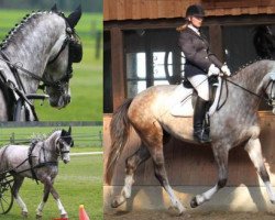 dressage horse Halleluja (Trakehner, 2005, from Lehndorff's)