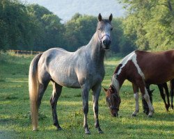 horse Madschid ox (Vollblutaraber, 2009, from Ajman Moniscione ox)