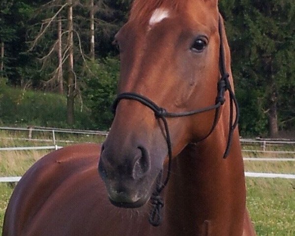 broodmare Rouge Royal 4 (Oldenburg, 2005, from Royal Hit)