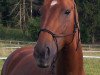 broodmare Rouge Royal 4 (Oldenburg, 2005, from Royal Hit)