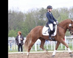 dressage horse Donavius (German Riding Pony, 2014, from Dressman V)