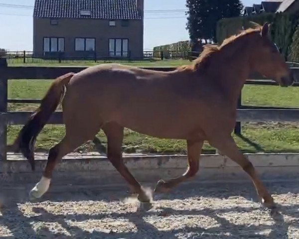 broodmare Brendeke's Suus (New Forest Pony, 2014, from Hattrick Voque)