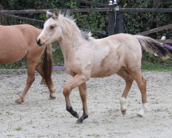 dressage horse Don Caramello V (Nederlands Welsh Ridepony, 2021, from Don Cremello du Bois)