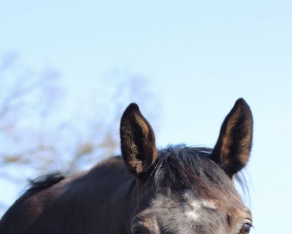 horse La Rocca 3 (Mecklenburg, 2007, from Land-Boy)