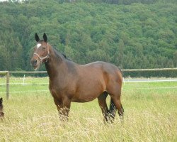 broodmare Belle Fleur VIII (Trakehner, 1996, from Kokoschka)