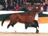 broodmare Razzamataz R (Trakehner, 2001, from Hockey 41)