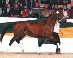 Zuchtstute Razzamataz R (Trakehner, 2001, von Hockey 41)