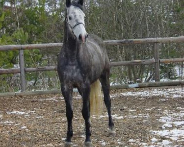 dressage horse Maple Leaf (Trakehner, 2005, from Münchhausen)