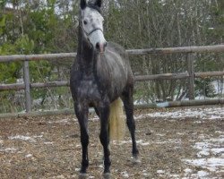 Dressurpferd Maple Leaf (Trakehner, 2005, von Münchhausen)