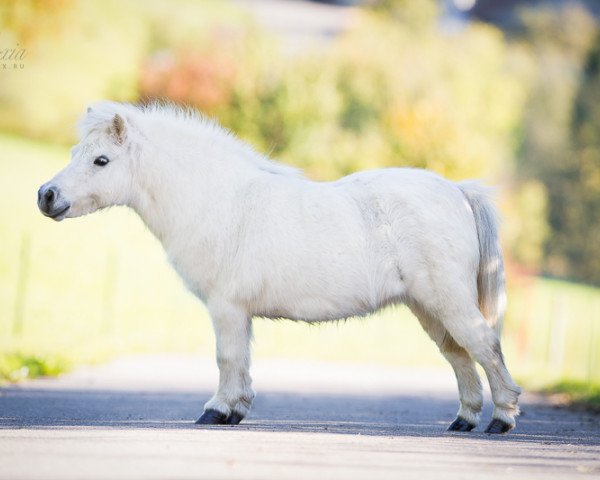 broodmare Arielle (Shetland pony (under 87 cm), 2003, from Right Rhum van de Hesterhoeve)