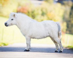 Zuchtstute Arielle (Shetland Pony (unter 87 cm), 2003, von Right Rhum van de Hesterhoeve)