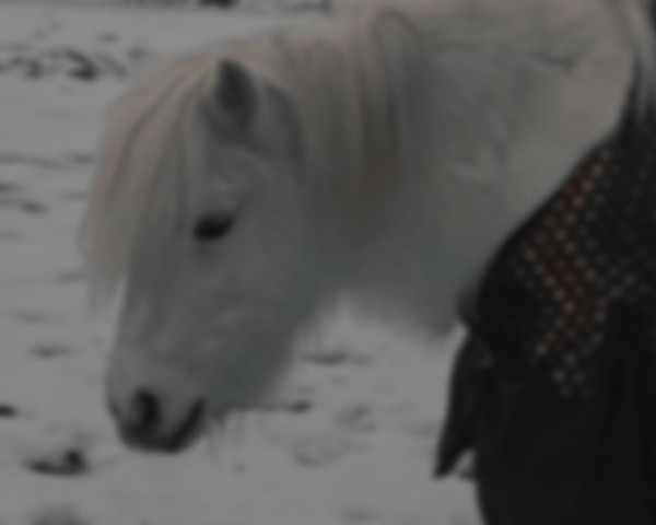 Pferd Kiwi (Shetland B (über 107-117), 2011)