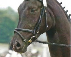 broodmare Kim Kahlua (Trakehner, 2006, from Polarpunkt)