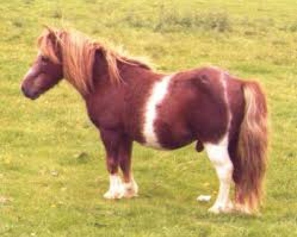 Deckhengst Fairy Cocktail (Shetland Pony (unter 87 cm), 1982, von Fairy Blue Train)