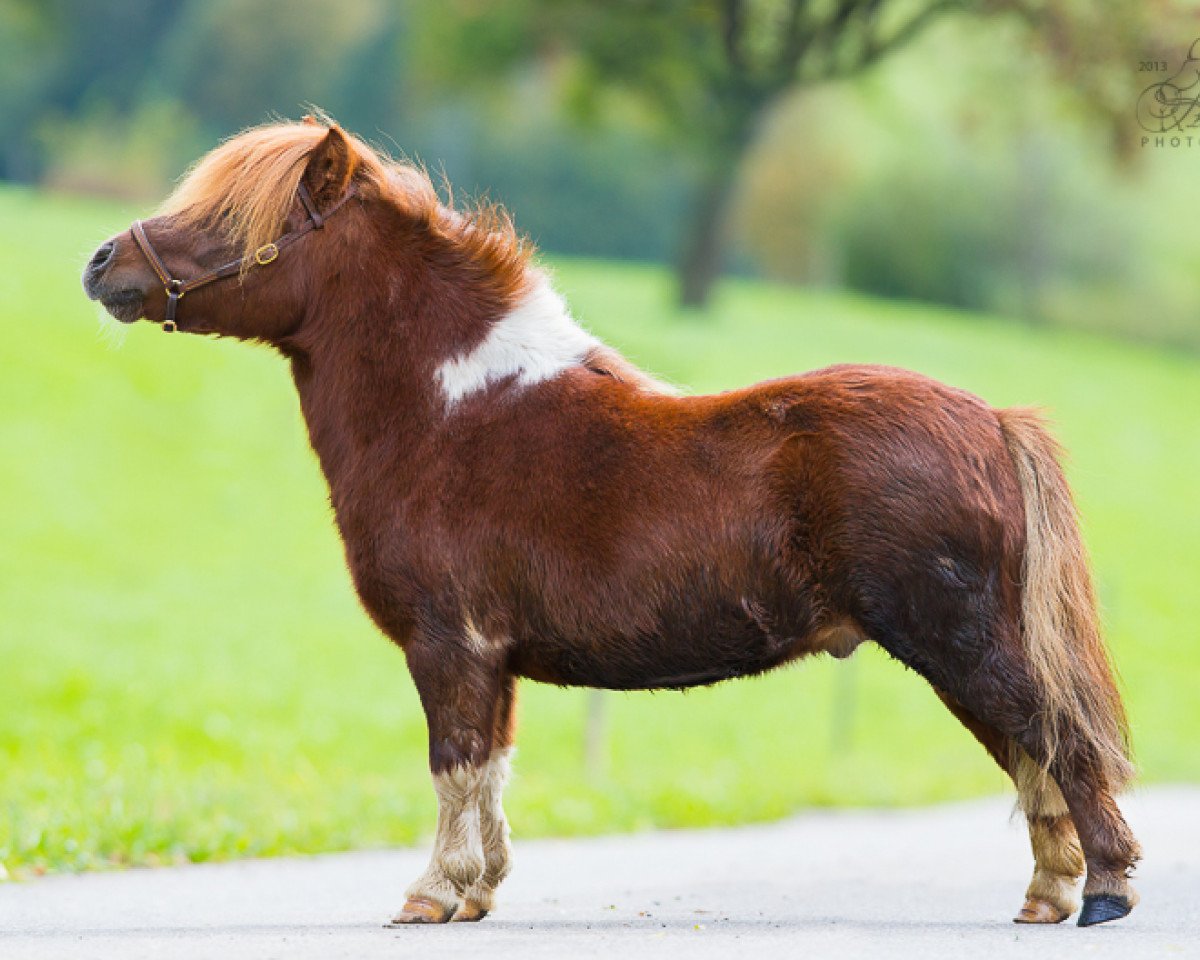 stallion Halstock Pharaoh's Tale (Shetland pony (under 87 cm), 2006, from Fairy Cocktail)