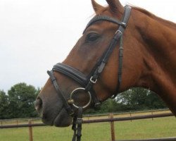 dressage horse Kaiserstolz 4 (Trakehner, 2008, from In Flagranti)