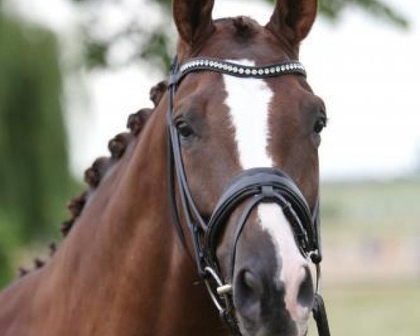 Pferd Korason (Trakehner, 2008, von Polarion)