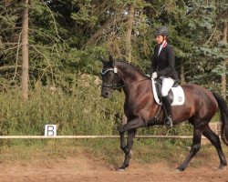 horse Roxy (Hanoverian,  , from Rotspon)