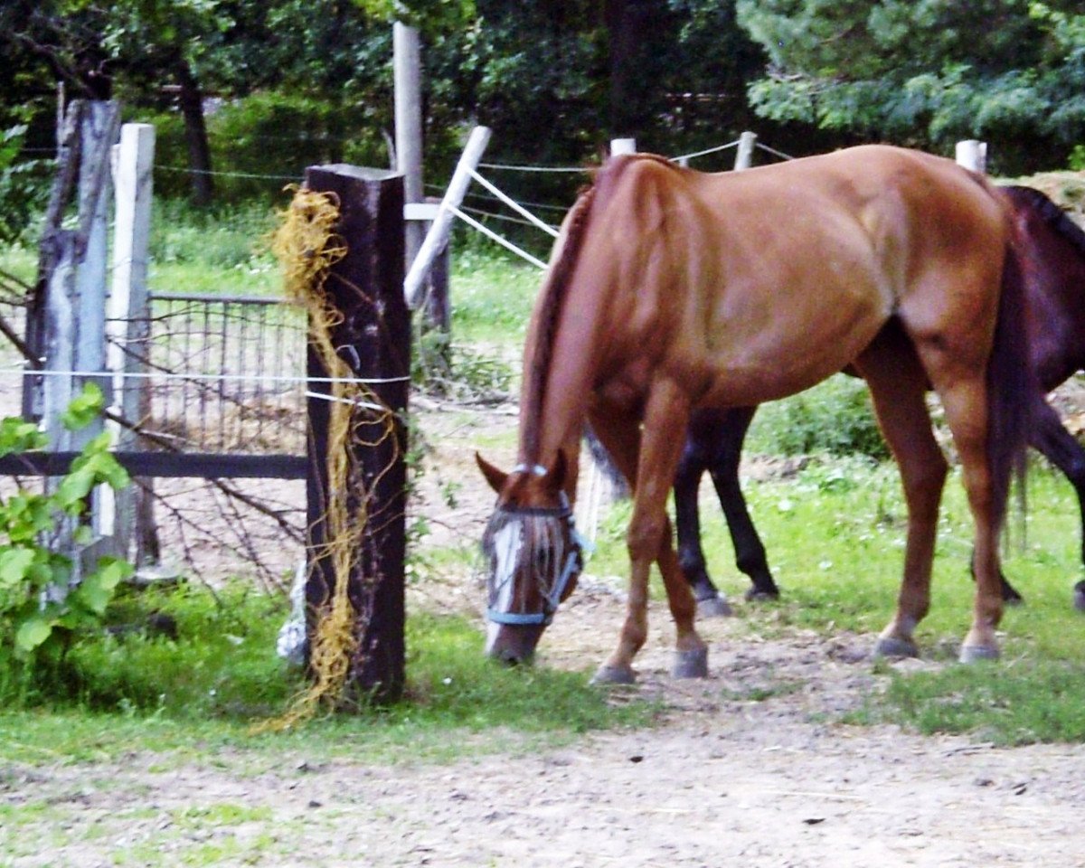 Springpferd Kalido (Brandenburger, 1997, von Kai 2796)