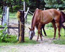 jumper Kalido (Brandenburg, 1997, from Kai 2796)