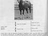 Deckhengst Total Nine (Quarter Horse, 1969, von Spanish Clipper)