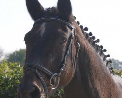 broodmare Sabrina XVIII (Trakehner, 1991, from Matador)